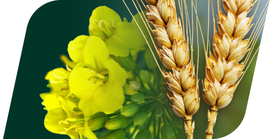 Тизер для заходу "Озимі зернові та ріпак: актуальні підходи до вирощування і догляду"